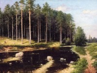 Сосновый бор на берегу реки  1911–1912 г.